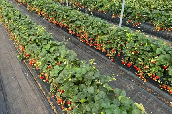 Strawberries in fruit