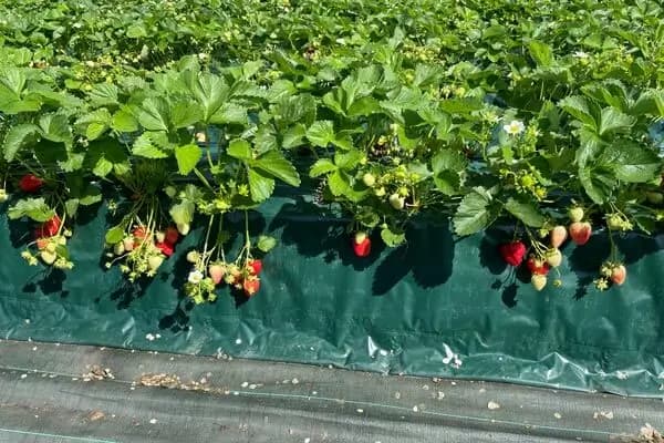 Strawberry plants in fruit