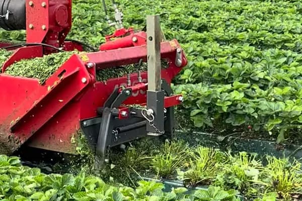 Working with the strawberry topper to remove the old strawberry leaves