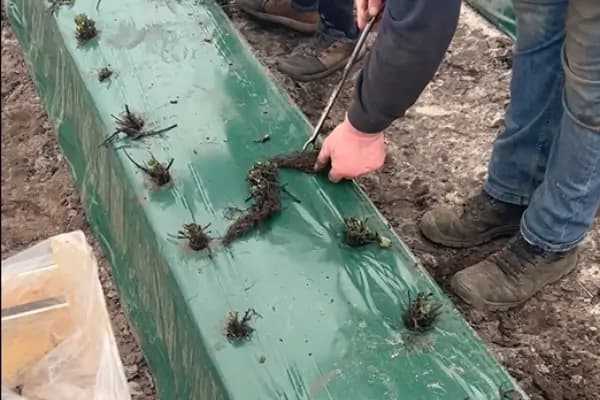 Planting the strawberries