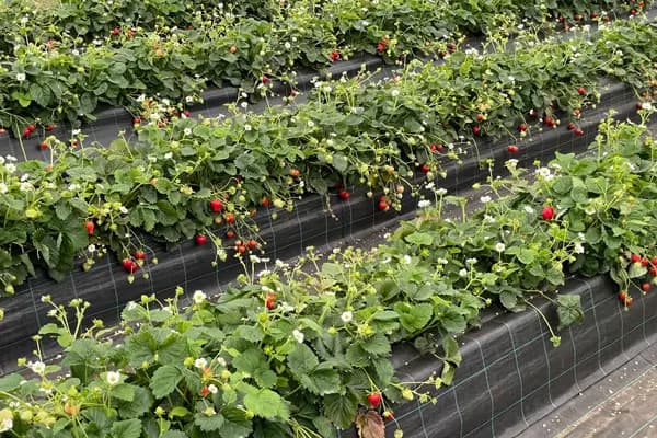 Fraisiers en production