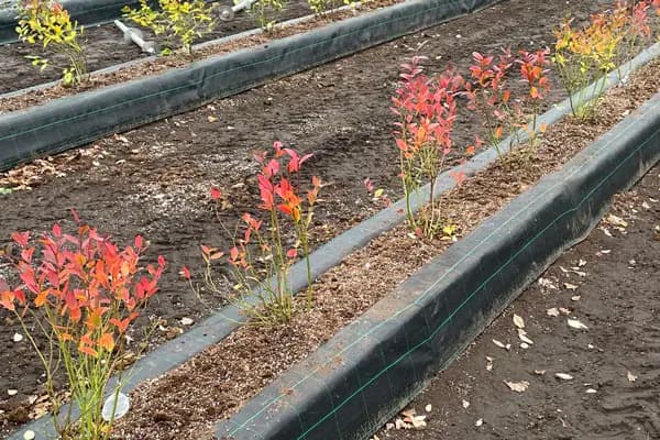 Blueberries after planting
