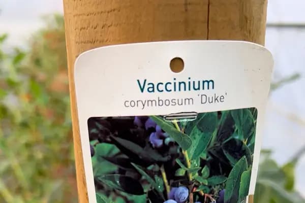 Blueberry variety Duke