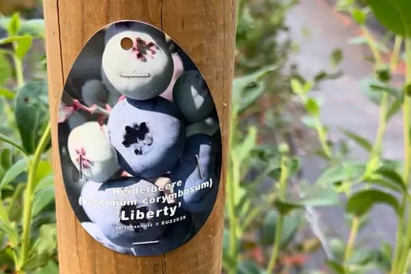 Blueberry variety Liberty