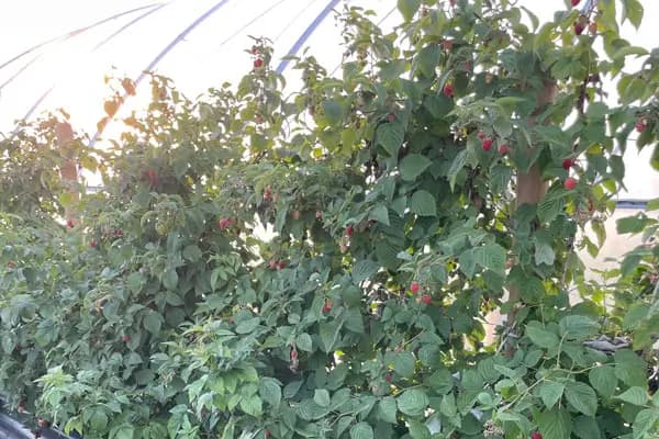 Raspberries can also be planted in this dam