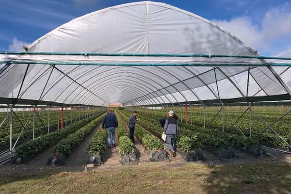 Visitors in the polytunnel