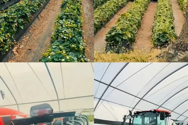 The insect vacuum in action – compilation