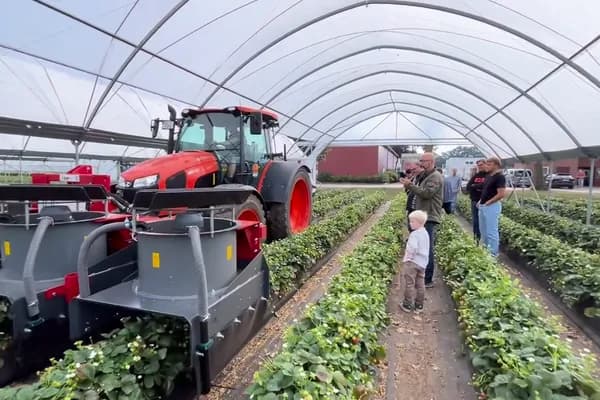 The insect vacuum driving through the strawberry crop in the polytunnel