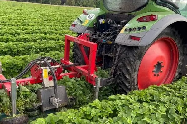 Travail avec le Ranex pour couper les stolons