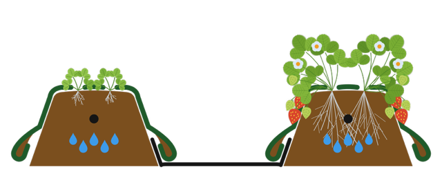 Sketch: Topsoil dam strawberries double-row