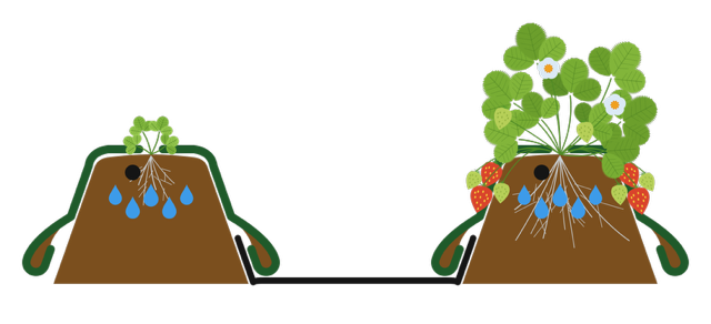Sketch: Topsoil dam strawberries single-row