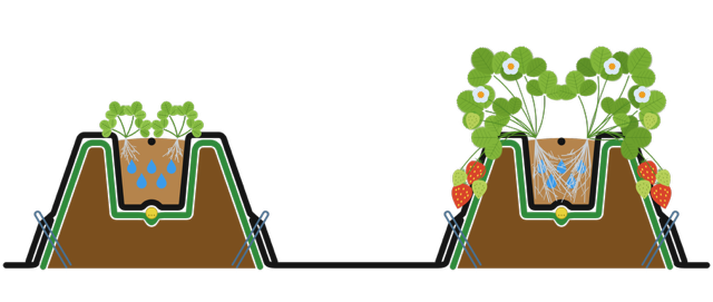 Skizze: Substratdamm Erdbeeren doppelreihig