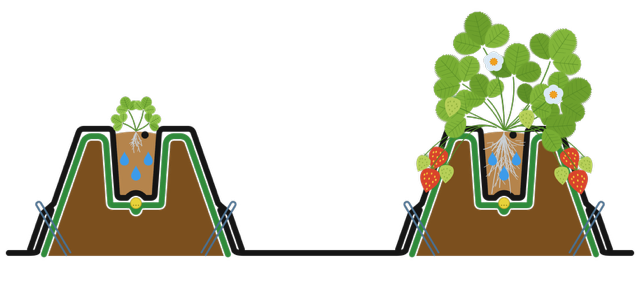Sketch: Substrate dam strawberries single-row
