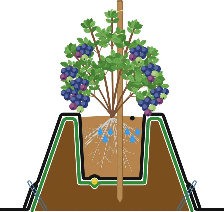 Blueberries in the substrate dam XL