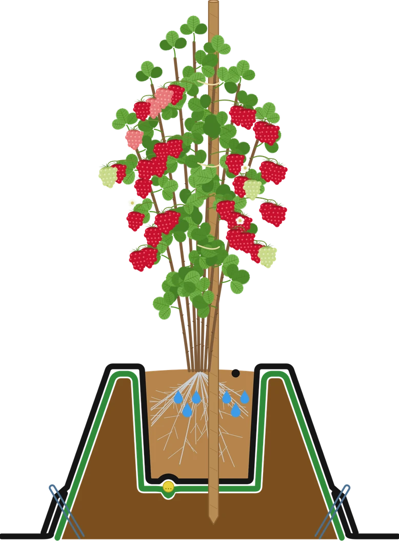 Raspberries in the substrate dam XL
